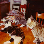 Old Missy, new Monk, 2 month and Jesper, one years old, 1995 in dining room.