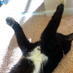 Lucy pass away in the under floor, am on 1/24/2018, 15 1/2 years!