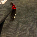 Thanksgiving Day, 22nd around 1 pm, Daisy, harness and leash, and I, outside in #220, walking to middle building!