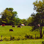 Cows! Cabin, walking, 5 minute, minute, cows, summer, 1992.