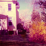 My backyard, backdoor, right side, clumping down, spring, Tenafly.