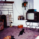 In 1998, new girl kitten, Wanda and TV!