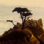 1987; North CA; Tree Japan. Ten days, car.