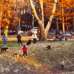 New dog, Spike, walking to Clark Park, Chester Avenue and 43rd Street, Philadelphia.