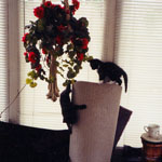 Kitten, porch, Hempdan Road, Upper Darby, PA, Jeeter and Wanda.