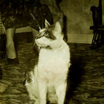 Living room in Tenafly, 1952, Grandma, and "portrait of that imposing and dictatorial cat, Mister Jones."