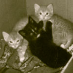 1960, summer, 3 kitten