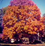 Tenafly, back yard.